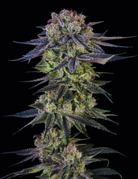 Semi Julian Marley Special (Silent Seeds) 🌿 Premium