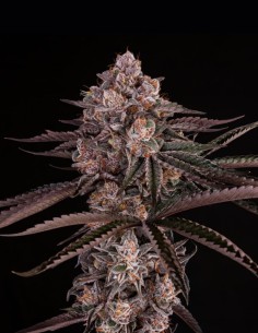 Semi Jamaican Sunset (Silent Seeds) 🌿 Ibrido Esotico