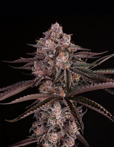 Semi Jamaican Sunset (Silent Seeds) 🌿 Ibrido Esotico