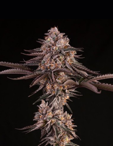 Semi Jamaican Sunset (Silent Seeds) 🌿 Ibrido Esotico