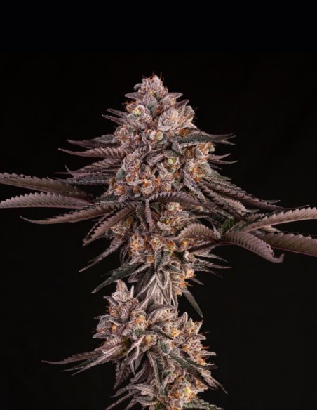 Semi Jamaican Sunset (Silent Seeds) 🌿 Ibrido Esotico