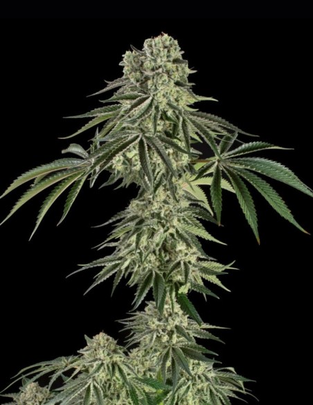 Semi Jamaican Mountain (Silent Seeds) 🌿 Ibrido Esotico