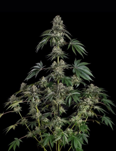Semi Jamaican Mountain (Silent Seeds) 🌿 Ibrido Esotico