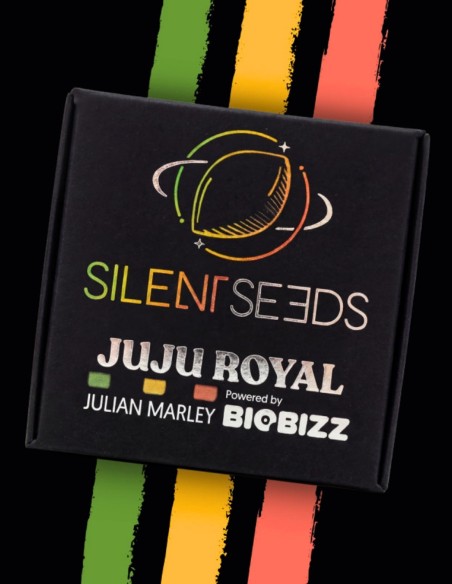 Semi Jamaican Mountain (Silent Seeds) 🌿 Ibrido Esotico