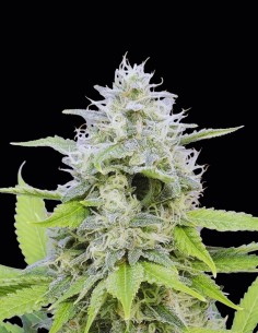 Zkittzy Gorilla Seeds (Original Sensible Seeds) 🍭 Sweet