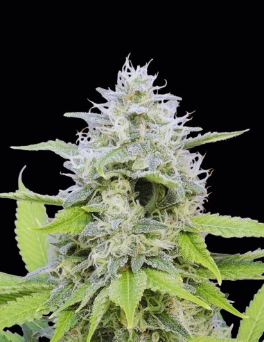 Zkittzy Gorilla Seeds (Original Sensible Seeds) 🍭 Sweet