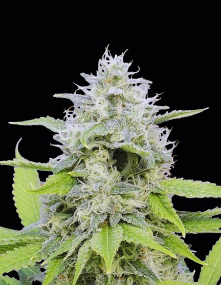 Zkittzy Gorilla Seeds (Original Sensible Seeds) 🍭 Sweet