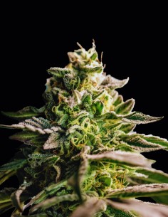 Zingatsu Seeds (Original Sensible Seeds) 🍊 Citrus Power