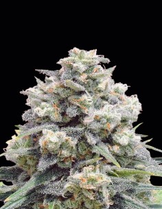 White Widow + Seeds (Original Sensible Seeds) ⚡ Fast