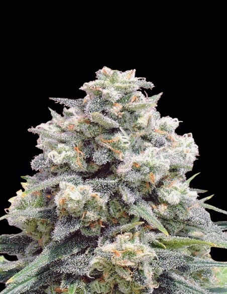 White Widow + Seeds (Original Sensible Seeds) ⚡ Fast