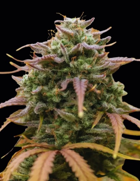 Semi Pineapple Pulse Auto (Original Sensible Seeds) 🍍 Tropicale