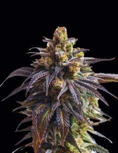 Semi Auto Velvet Drip (Original Sensible Seeds) 🌴 Tropicale
