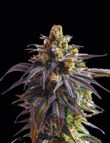 Semi Auto Velvet Drip (Original Sensible Seeds) 🌴 Tropicale