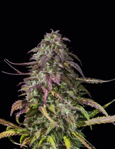 Semi Melon Mosh Auto (Original Sensible Seeds) 🍈 Dolce Potenza