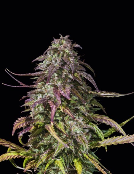 Semi Melon Mosh Auto (Original Sensible Seeds) 🍈 Dolce Potenza