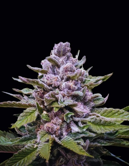 Semi Zoapaya Auto (Original Sensible Seeds) 🌴 Tropicale