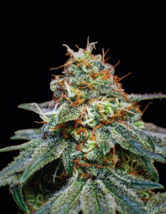Semi Banana Cream OG (Original Sensible Seeds) 🍌 Facile