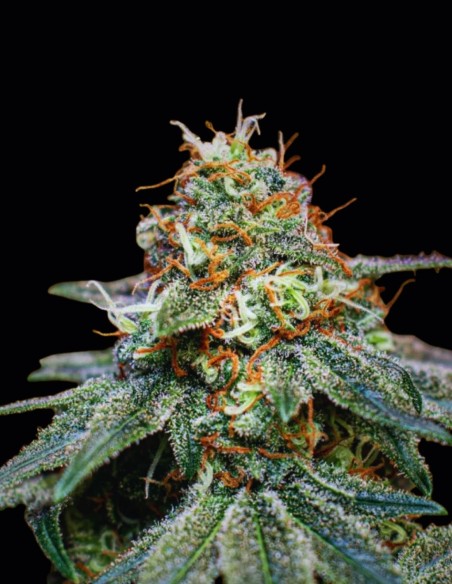 Semi Banana Cream OG (Original Sensible Seeds) 🍌 Facile