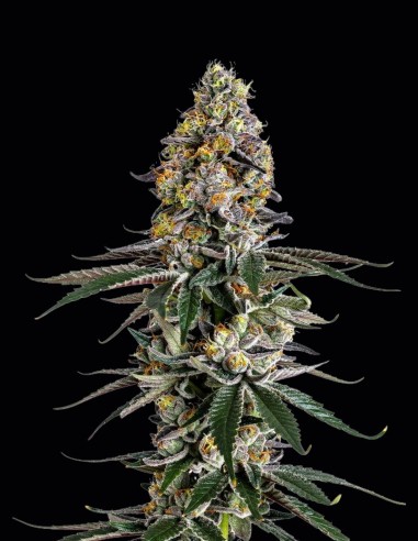 Semi Milkshake Nerdz (Growers Choice) 🍨 Potenza Ibrida Dolce