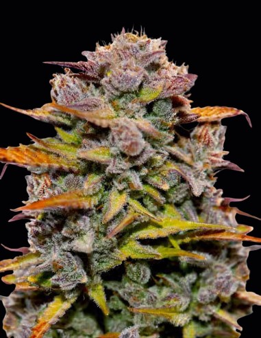 Semillas Fat Bastard Auto (Auto Seeds) 🍋 Potencia Cítrica
