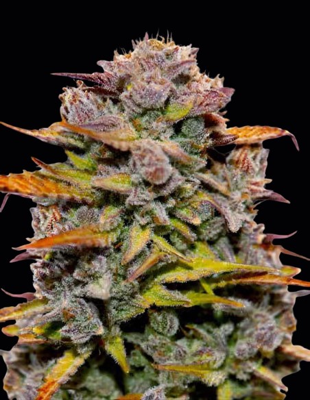 Semillas Fat Bastard Auto (Auto Seeds) 🍋 Potencia Cítrica