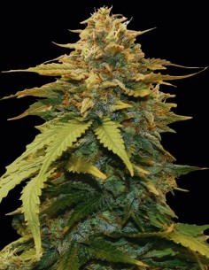 Semillas Gold Leaf Auto (Auto Seeds) 🌿 Híbrido Equilibrado