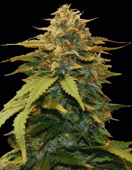 Semillas Gold Leaf Auto (Auto Seeds) 🌿 Híbrido Equilibrado