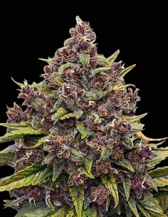 Semillas Gorilla Punch Auto (Auto Seeds) 💥 Híbrido Potente