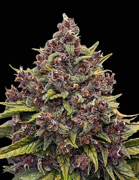 Semillas Gorilla Punch Auto (Auto Seeds) 💥 Híbrido Potente