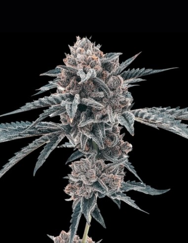 Motor Crashers (Black Farm Genetix) 💥 Schnelle Blüte