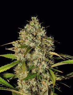 Blue Dream Bomb Samen (Bomb Seeds) ☁️ Kreatives High