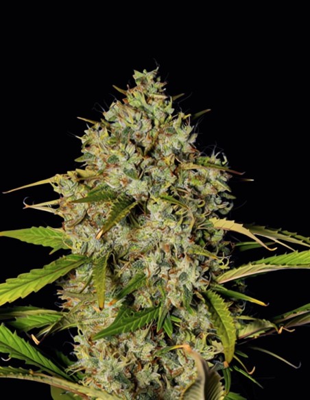 Blue Dream Bomb Samen (Bomb Seeds) ☁️ Kreatives High