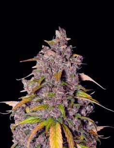 Double Purple Bomb Samen (Bomb Seeds) 🌿 Entspannend
