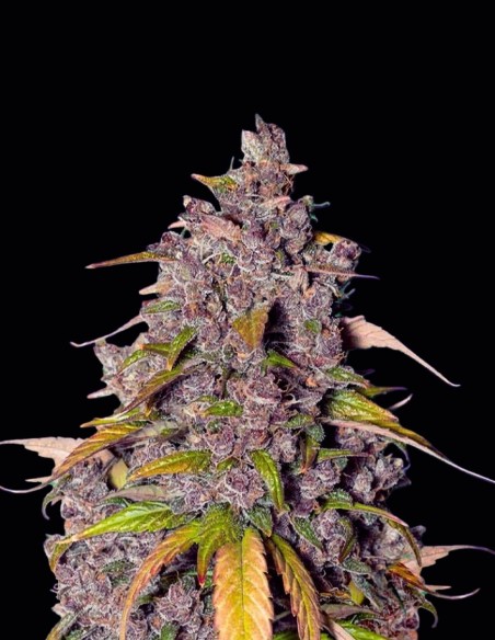 Double Purple Bomb Samen (Bomb Seeds) 🌿 Entspannend