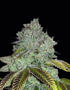 Permanent Marker Bomb Samen (Bomb Seeds) 🍋 Zitronen-Power