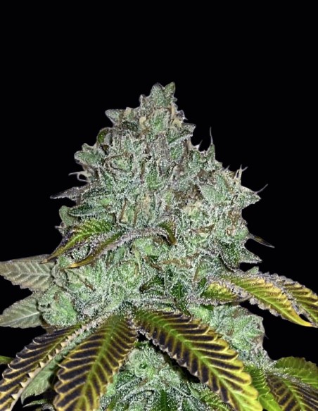 Permanent Marker Bomb Samen (Bomb Seeds) 🍋 Zitronen-Power