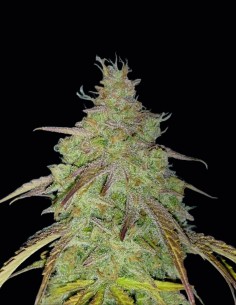 Super Boof Bomb Seeds (Bomb Seeds) 🌿 High THC Hybrid