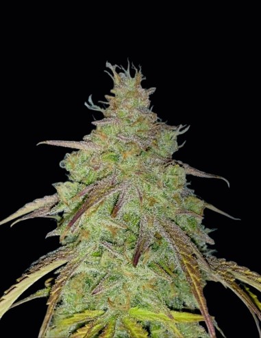 Super Boof Bomb Seeds (Bomb Seeds) 🌿 High THC Hybrid