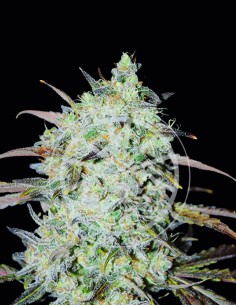 Bay Haze Seeds (Delicious Seeds) 💥 Balanced Strong Effects