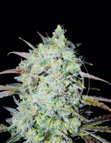 Bay Haze Seeds (Delicious Seeds) 💥 Balanced Strong Effects