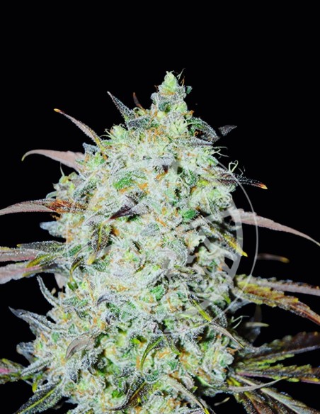 Bay Haze Seeds (Delicious Seeds) 💥 Balanced Strong Effects