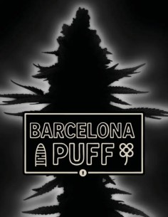 Barcelona Puff Auto Seeds (Seedstockers) 🌸 Floral Power