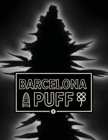 Barcelona Puff Auto Seeds (Seedstockers) 🌸 Floral Power