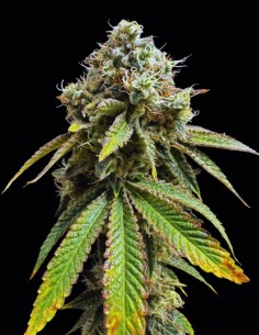 Drizl Pickl Seeds (Seedstockers) 🔥 Extreme Flavor