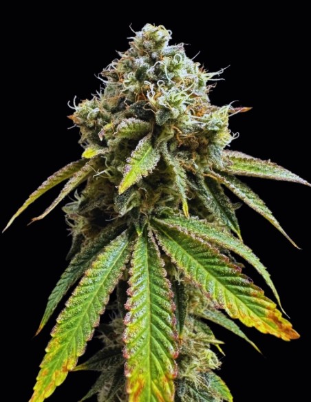 Drizl Pickl Seeds (Seedstockers) 🔥 Extreme Flavor