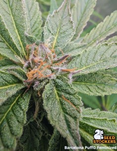 Barcelona Puff Seeds (Seedstockers) 🌸 Floral Power