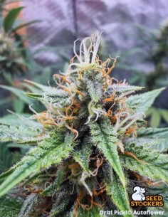 Semillas Drizl Pickl Auto (Seedstockers) 🌱 Diesel Funky