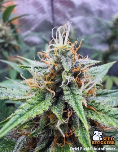 Semillas Drizl Pickl Auto (Seedstockers) 🌱 Diesel Funky
