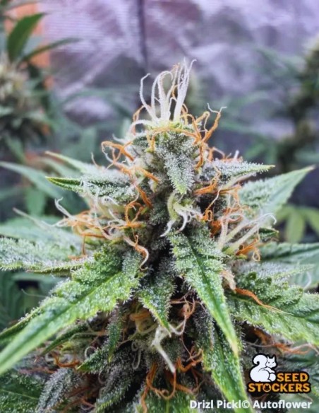 Semillas Drizl Pickl Auto (Seedstockers) 🌱 Diesel Funky