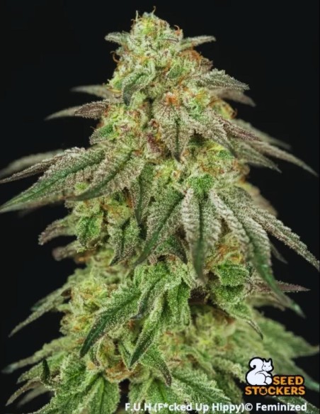 F.U.H Seeds (Seedstockers) 🔥 Extreme Power